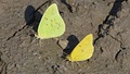 Cloudless sulphur male (left) and orange sulphur male (right)