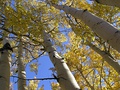 Quaking Aspens (September 2005)