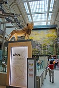 Hall of Mammals