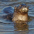 Spotted-necked otter