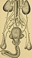 Genitourinary system of a stallion