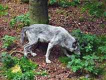 A wolf sniffing the ground