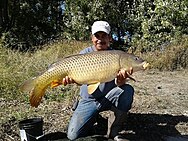 Anglers posing with very large carp