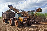 Harvesters in a field of sugar cane in Piracicaba