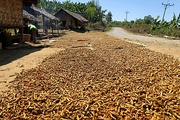 Drying turmeric rhizomes