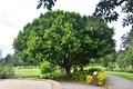 Tree at Gough Whitlam Park, Earlwood 2018