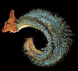 Black smoker in the High Rise portion of the Endeavour Hydrothermal Vents.