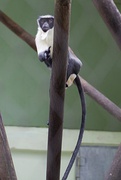 Exemplar in Munich Zoo.