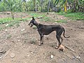 Kanni Dog in Thrissur Kerala