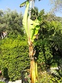 Specimen in Jardin botanique exotique de Menton, Alpes-Maritimes, France