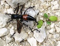 Spider wasp being carried off by ants.