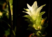 Turmeric flower