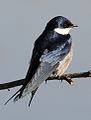 White-throated swallow