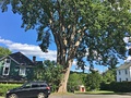 Another view of the previous "street tree" in western Massachusetts (August 2020)