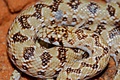 Juvenile mole snake, Auob River bed, Kgalagadi Transfrontier Park, South Africa