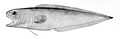 Monomitopus agassizii (Neobythitinae)