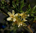 Rosa banksiae var. "Normalis"