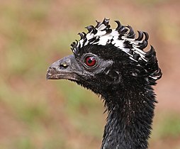 Head of female Pantanal, Brazil