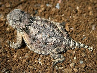 Regal horned lizard (P. solare), Apache Junction, Arizona, USA (25 March 2007)