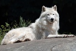 Subespecies: De izquierda a derecha y de arriba abajo: lobo común, lobo ibérico, perro, lobo del Mackenzie, dingo, lobo italiano, lobo indio, lobo tibetano y lobo ártico.