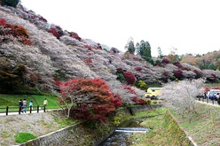 Obara shikizakura