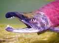 Closeup of a kokanee salmon