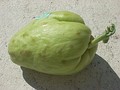 Sprouting chayote