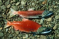 Female (top) and male (bottom) in spawning colors