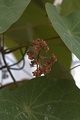 The Stephania species S. venosa in flower, Gothenburg Botanical Garden.