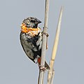 Juvenile male Southern red bishop 