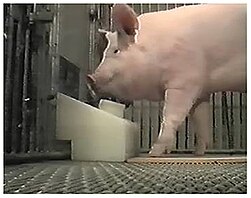 A joystick designed specifically to be used by pigs