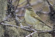 A greenish warbler, Phylloscopus trochiloides