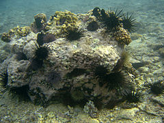 Stomopneustes variolaris in Réunion island (along with some Echinometra mathaei).