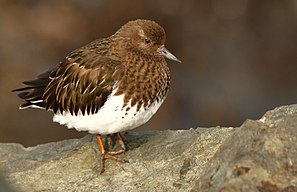 Black Turnstone