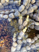 Notheia anomala growing on Hormosira banksii