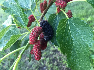 Berries on branches in Eastern Oklahoma