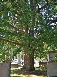 Large ginkgo tree