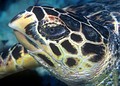 Profile photo of the animal head with prominent beak protruding above lower jaw, a faceted head covering surrounds the eye