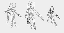 Diagram of the bones in a dugong forelimb at different stages of life