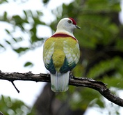 Left: Many-colored fruit dove (found in American Samoa); Right: Golden white-eye (found only in the Northern Mariana Islands)