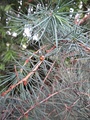 On long shoots of Cedrus deodara individual leaves may have buds in the axils.