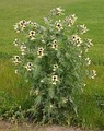 Large flowering henbane