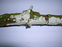 Elder whitewash fungus