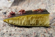 Cross-section of a Durvillaea antarctica frond, showing Pyrophyllon subtumens growing on the outer surface