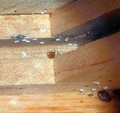 Eggs and two adults found inside a dresser