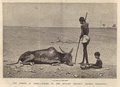 Engraving from The Graphic, October 1877, showing the plight of animals as well as humans in Bellary district, Madras Presidency, British India during the Great Famine of 1876–1878.