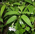 Thunbergia fragrans