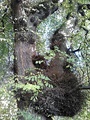 Burr on wych bole, Royal Terrace Gardens, Edinburgh