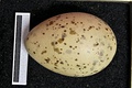 Egg, collection Museum Wiesbaden