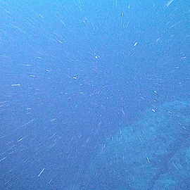 Marine snow is the shower of organic particles that falls from upper waters to the deep ocean[248] It is a major exporter of carbon.